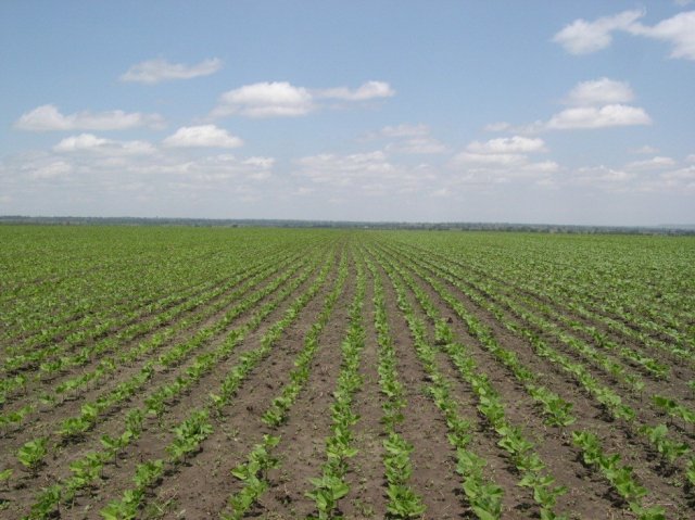Beans - Ethiopia